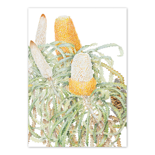 A6 Card: Acorn Banksia