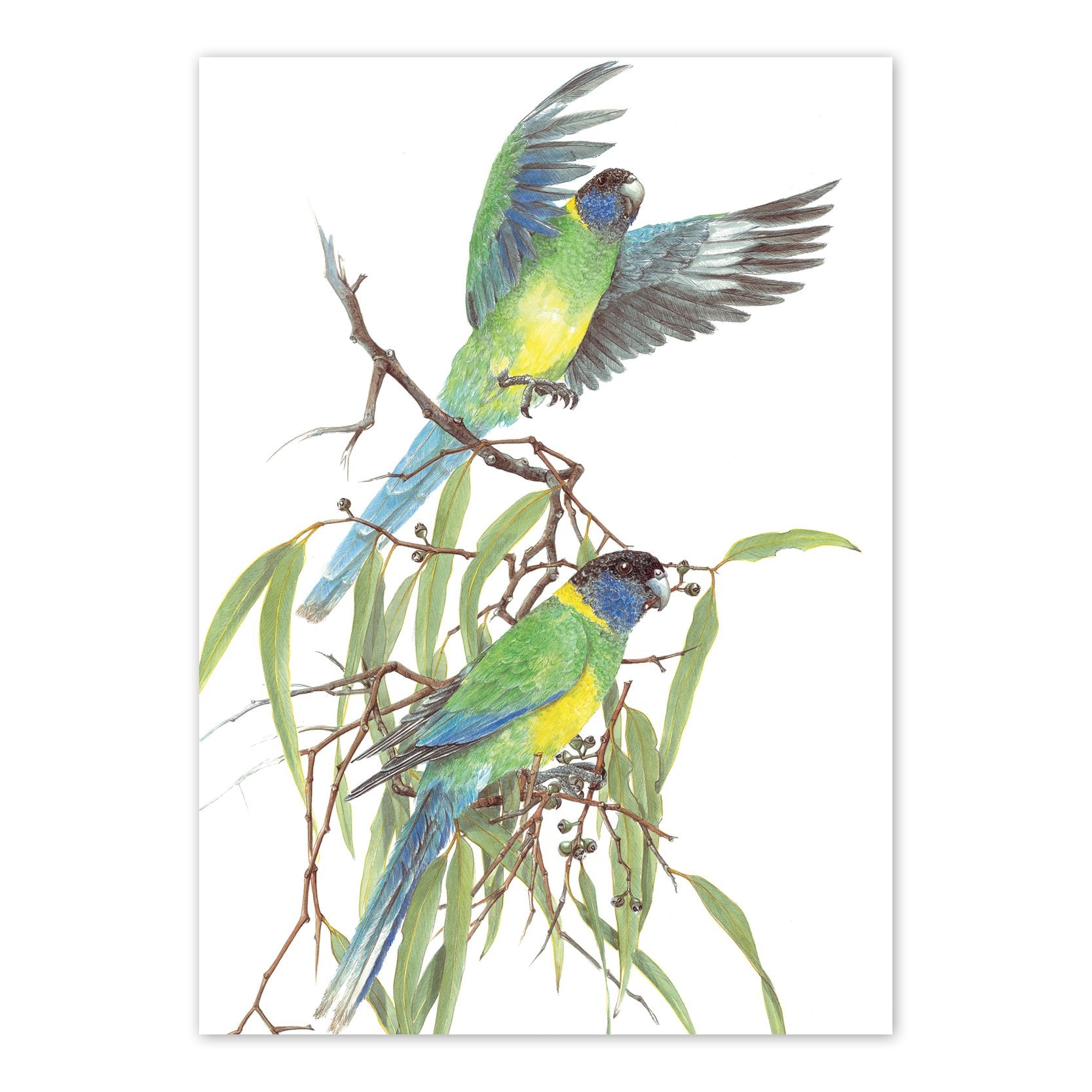 studio-nikulinsky A6 Card: Port Lincoln Parrot by Philippa Nikulinsky