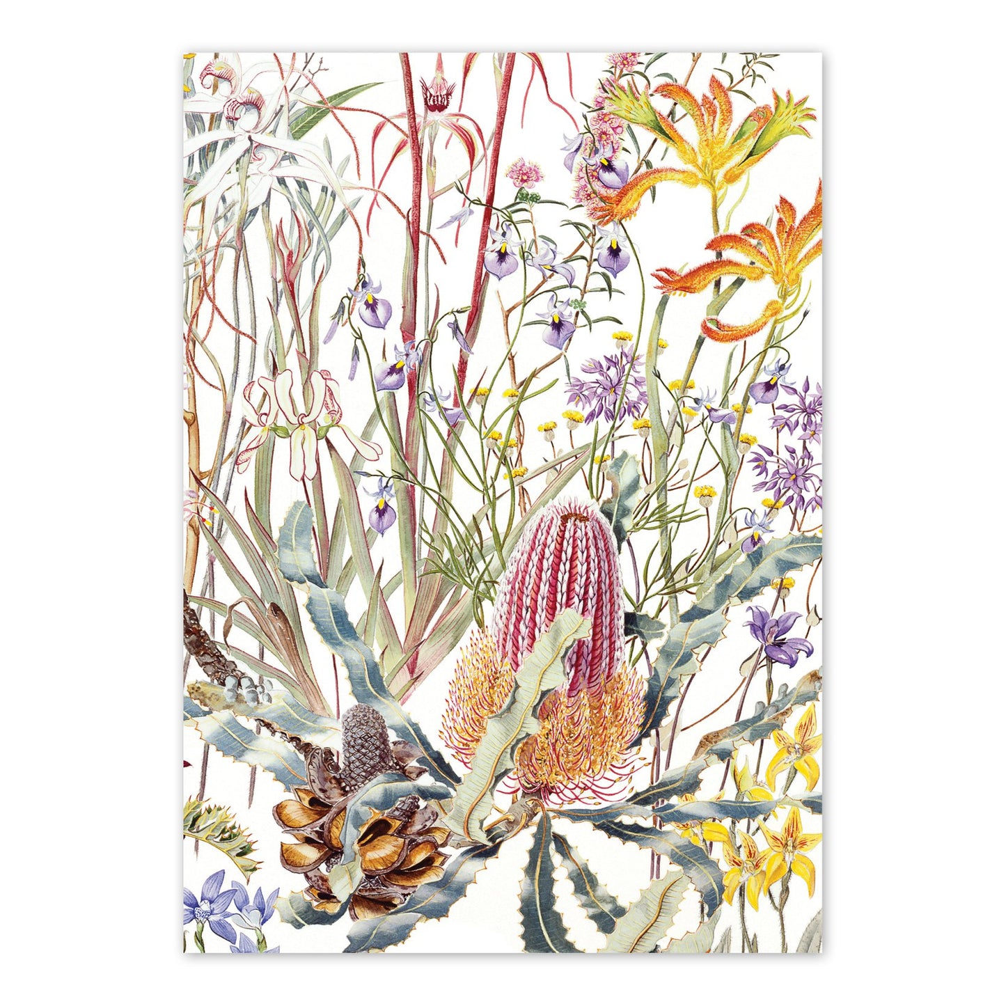 studio-nikulinsky A6 Card: Wildflowers of the Swan Coastal Plain by Philippa Nikulinsky
