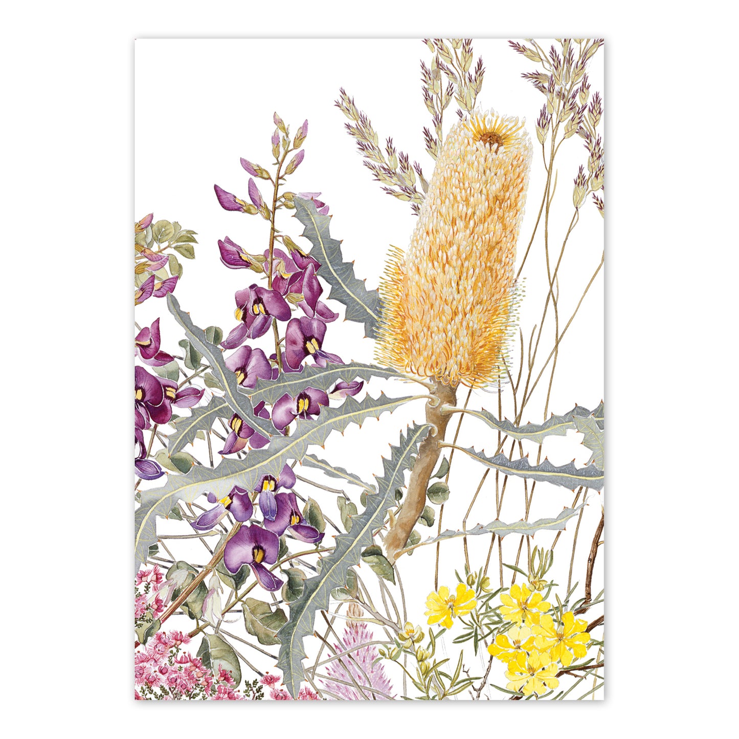 studio-nikulinsky A6 Card: Wildflowers of the Murchison Ashburton 2 by Philippa Nikulinsky