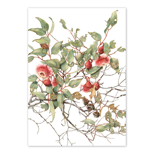 studio-nikulinsky A6 Card: Eucalyptus Ramel’s Mallee by Philippa Nikulinsky