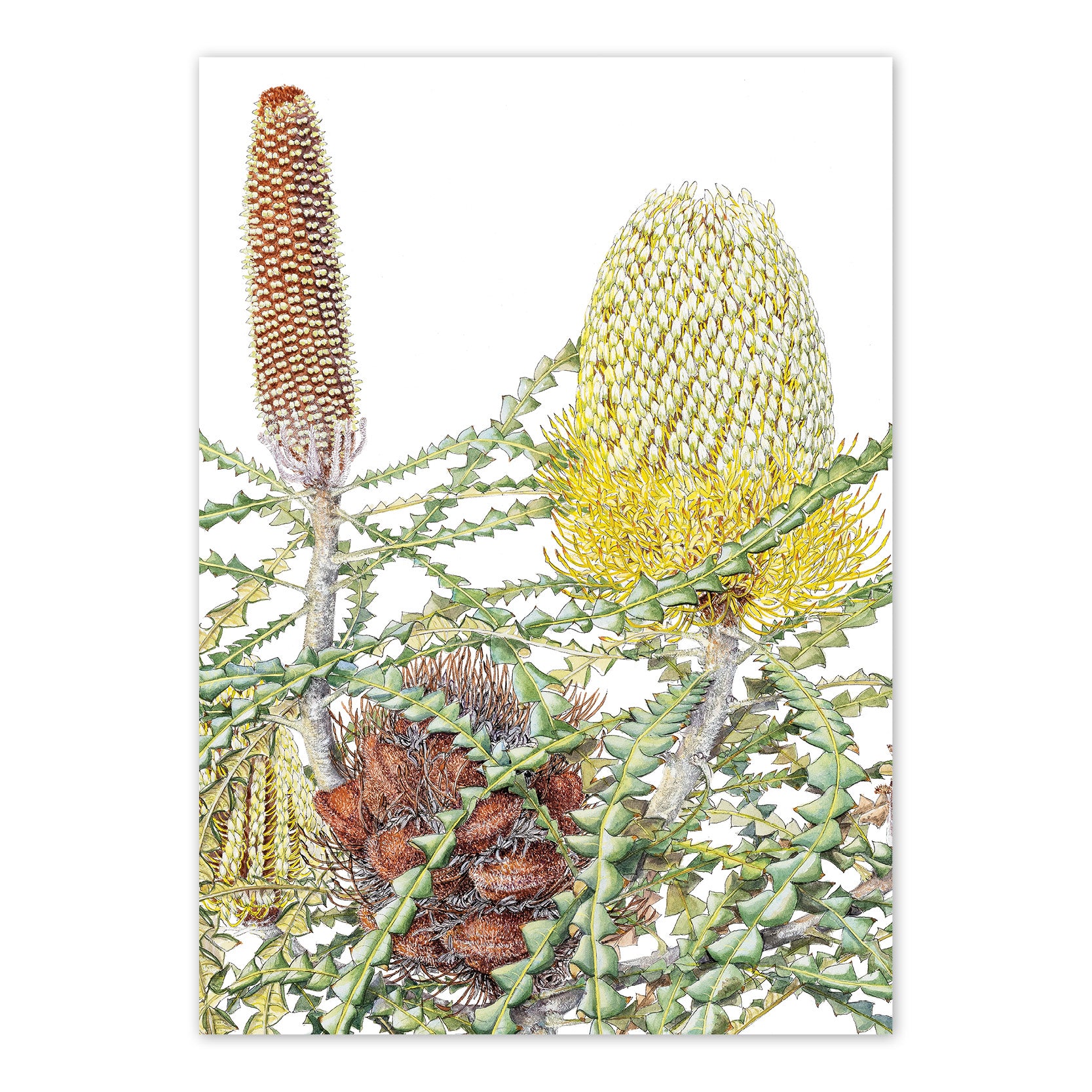 studio-nikulinsky A6 Card: Showy Banksia by Philippa Nikulinsky