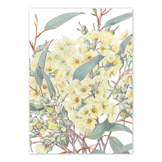 A6 Card: Eucalyptus socialis, Red Mallee