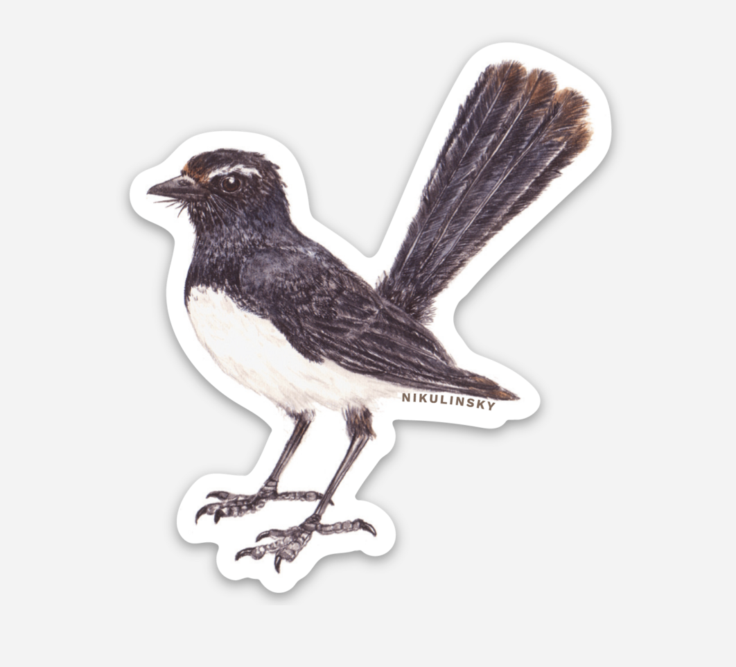 Willie Wagtail Sticker