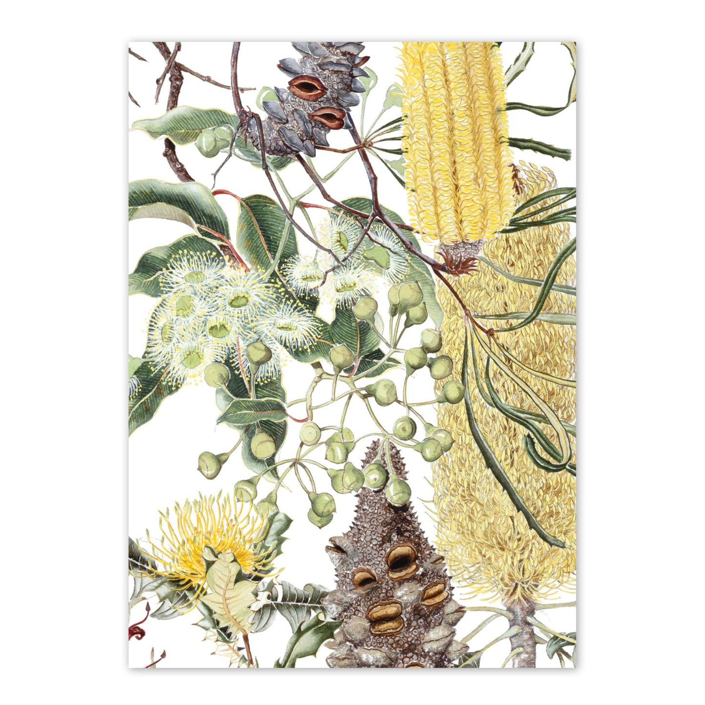 studio-nikulinsky A6 Card: Wildflowers of the Jarrah Forest 1 by Philippa Nikulinsky