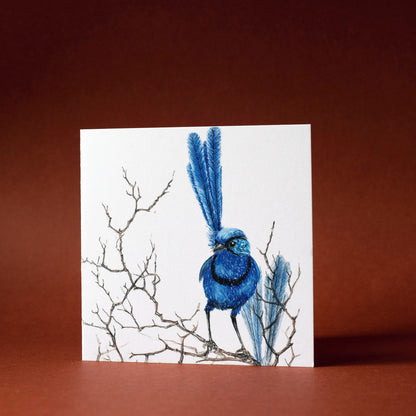 Square Card: Splendid fairy wren on branch