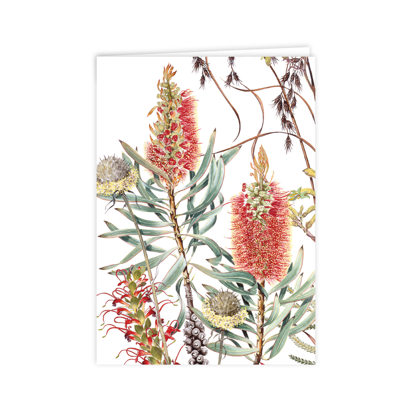 A6 Card: Wildflowers of the Albany Region 1