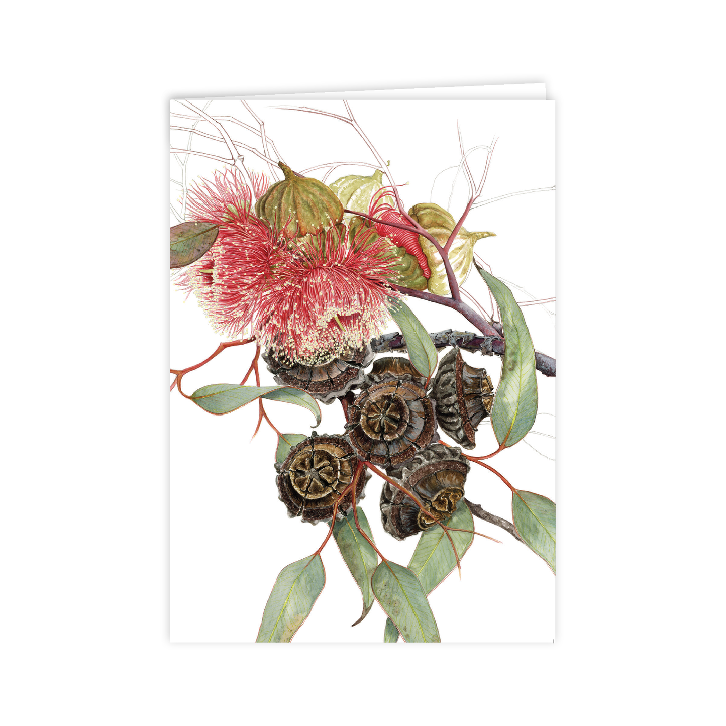 A6 Card: Eucalyptus Large-fruited Mallee