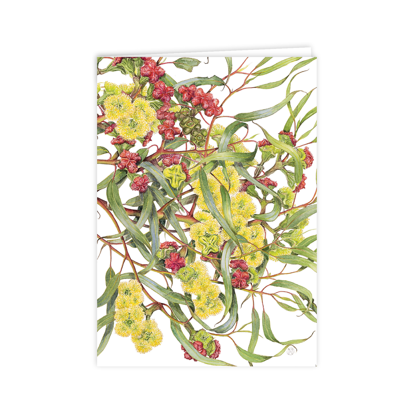 A6 Card: Eucalyptus Red-capped Gum – STUDIO NIKULINSKY