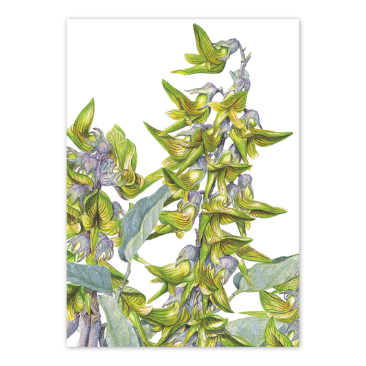A6 Card: Green Birdflower