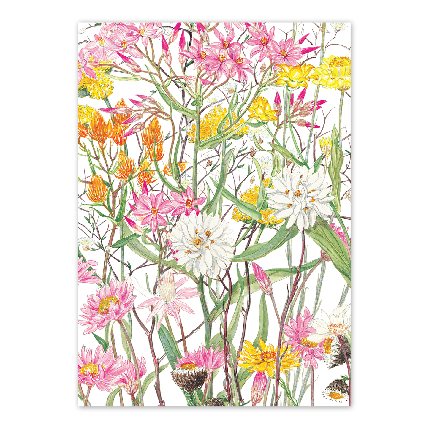 A6 Card: Desert daisies