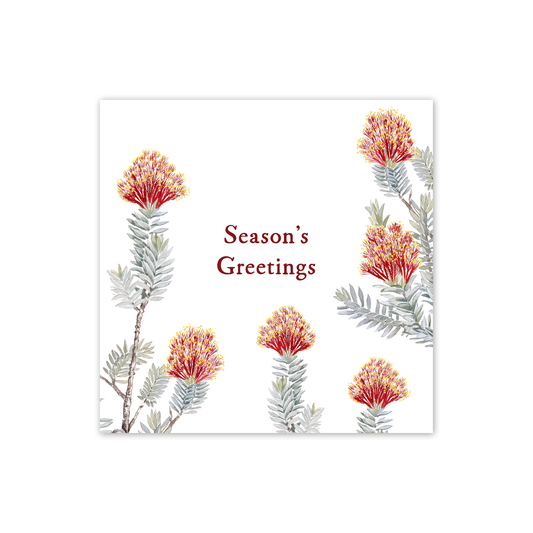 Square Card: Regelia velutina 'Season's Greetings'