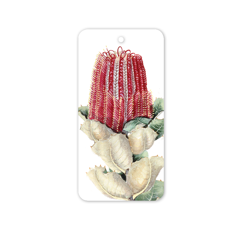 Rectangle Gift Tag: Scarlet Banksia