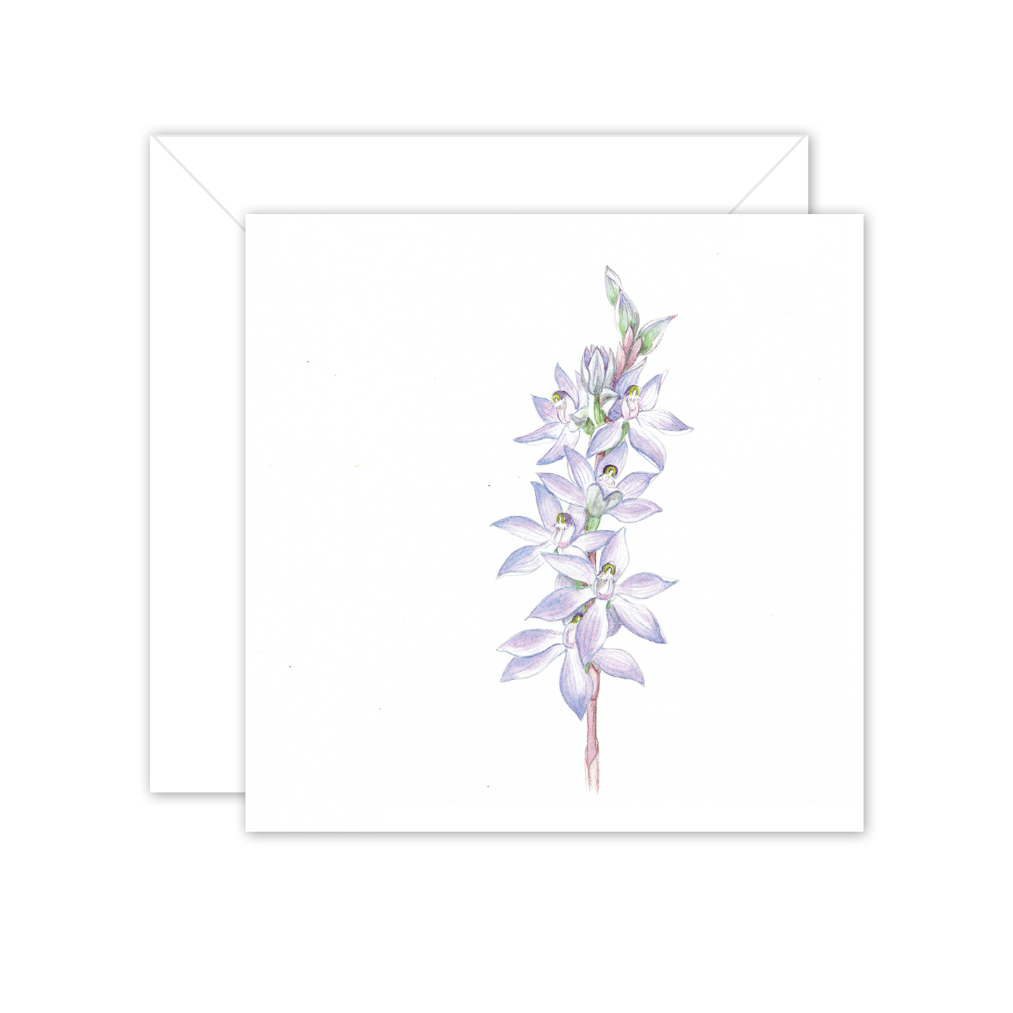 Square Card: Scented Sun Orchid