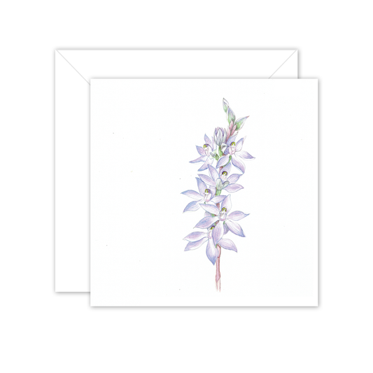 Square Card: Scented Sun Orchid