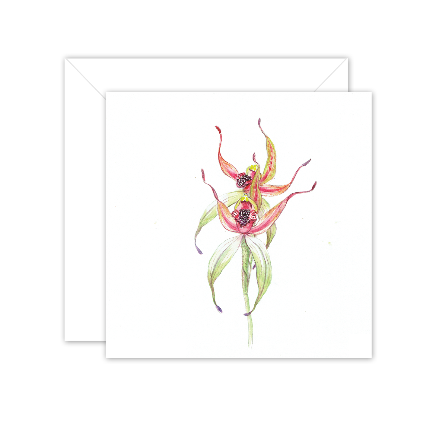 Square Card: Leaping Spider Orchid 