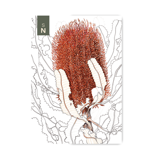Pocket Notebook: Firewood Banksia