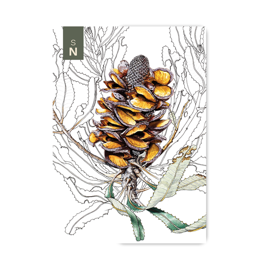 Pocket Notebook: Firewood Banksia Pods Open