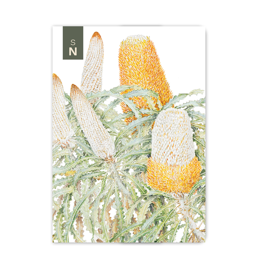 Pocket Notebook: Acorn Banksia