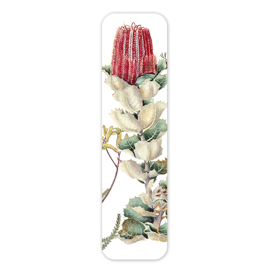 Bookmark: Scarlet Banksia