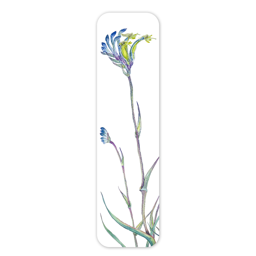 Bookmark: Blue kangaroo paw