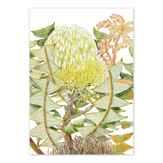 A6 Card: Birds' Nest Banksia