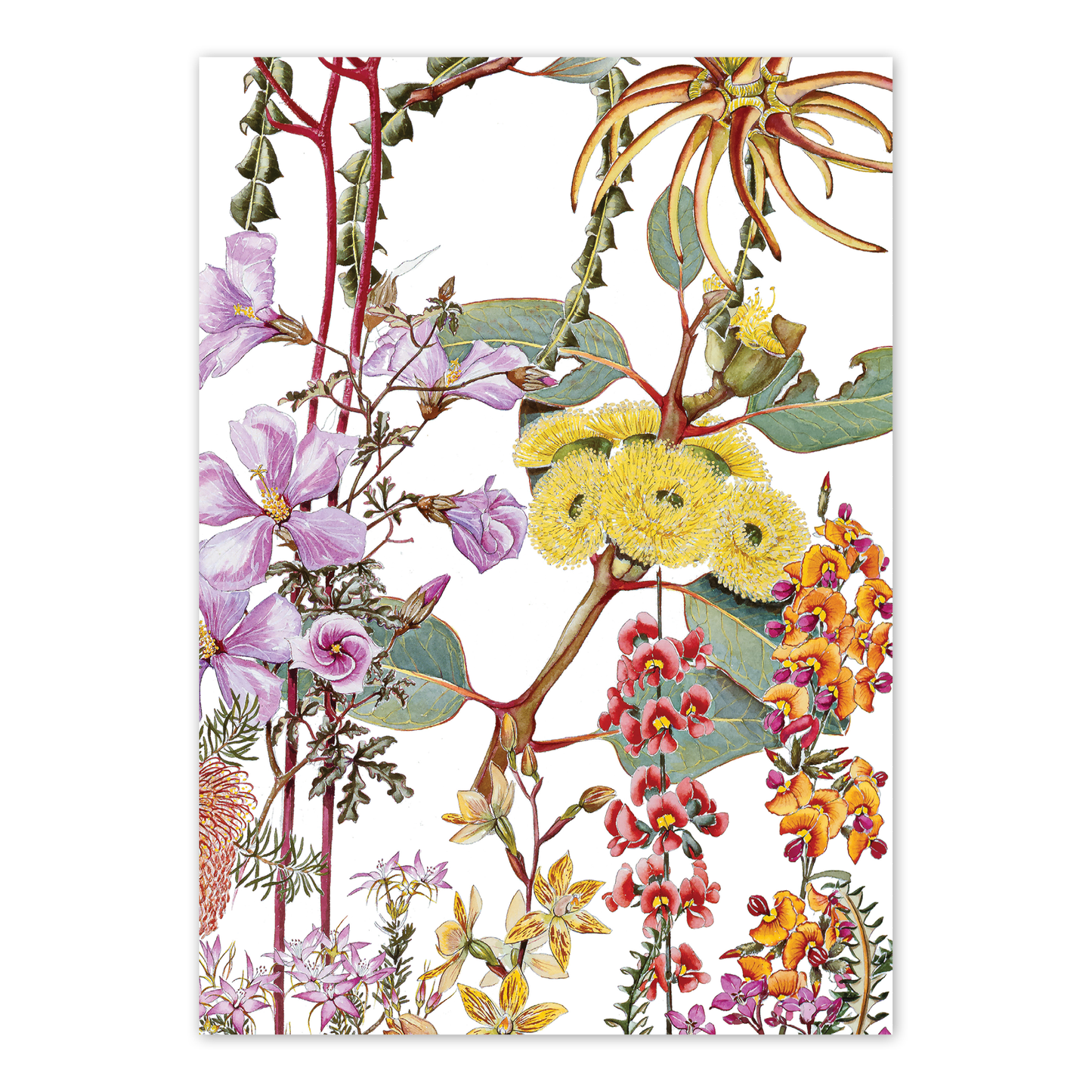 A6 Card: Wildflowers of the Southern Heathland