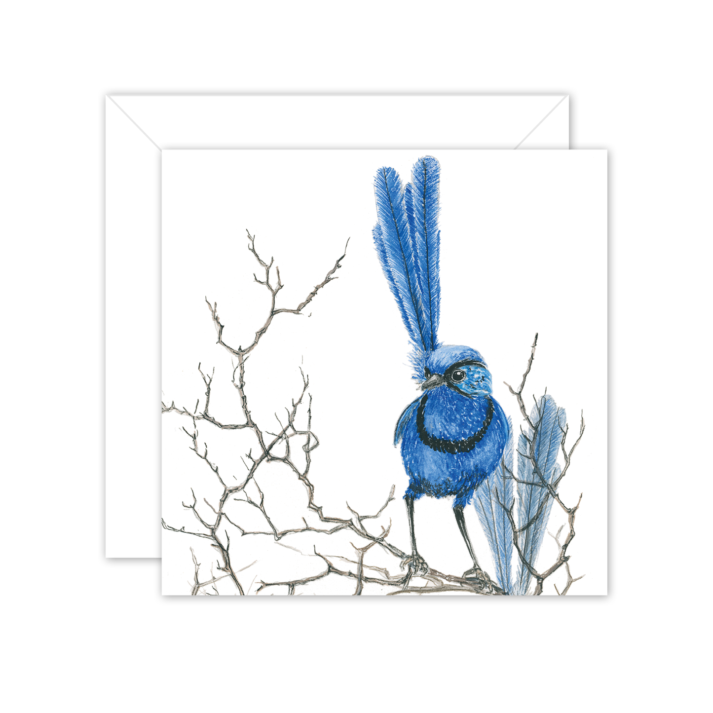 Square Card: Splendid fairy wren on branch