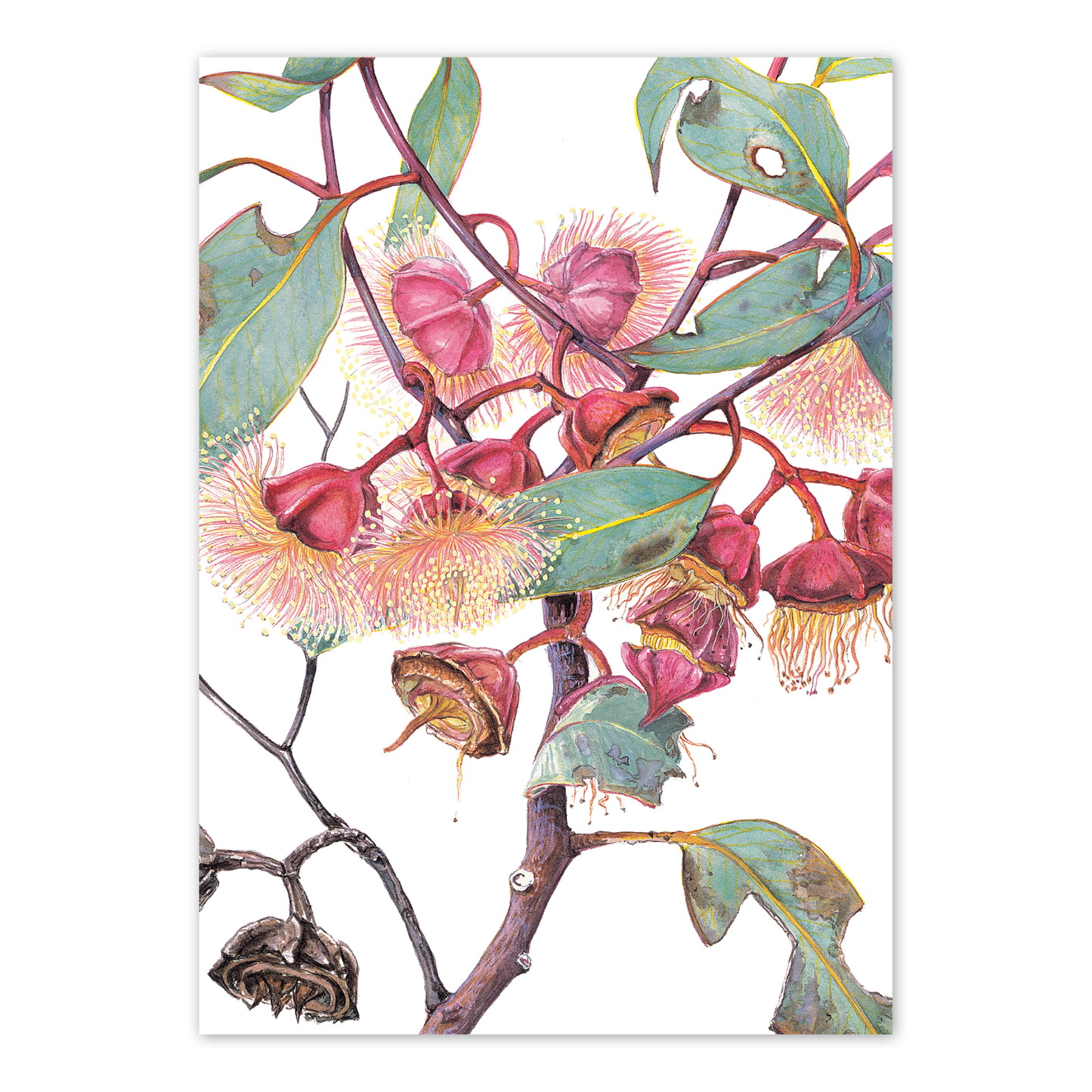A6 Card: Eucalyptus Thick-leaved Mallee