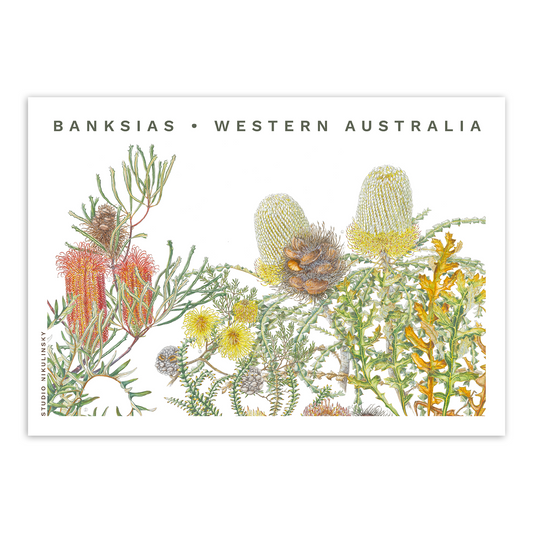 Postcard: Banksias - Western Australia
