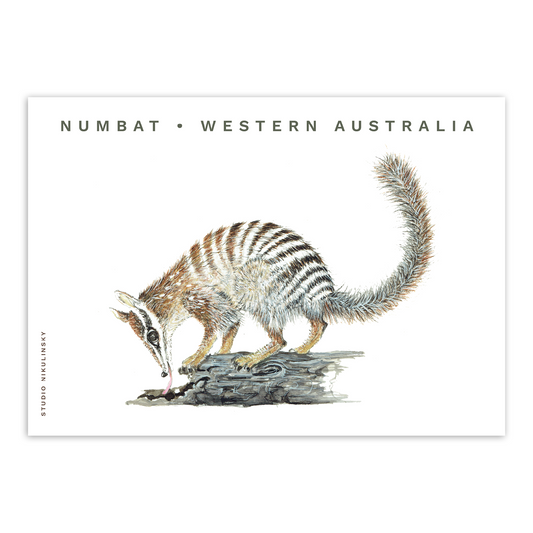 Postcard: Numbat - Western Australia
