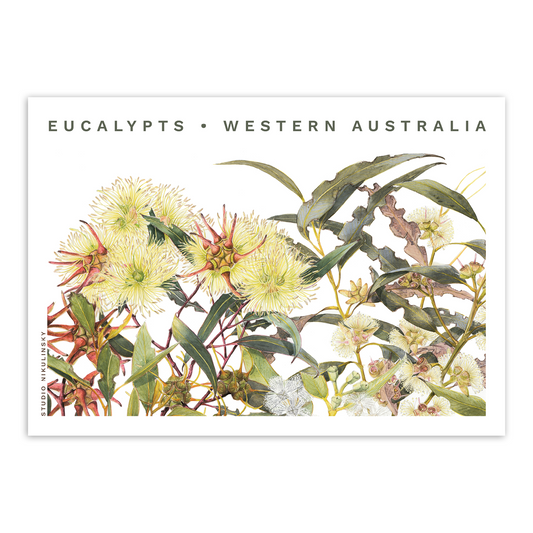 Postcard: Eucalypts - Western Australia