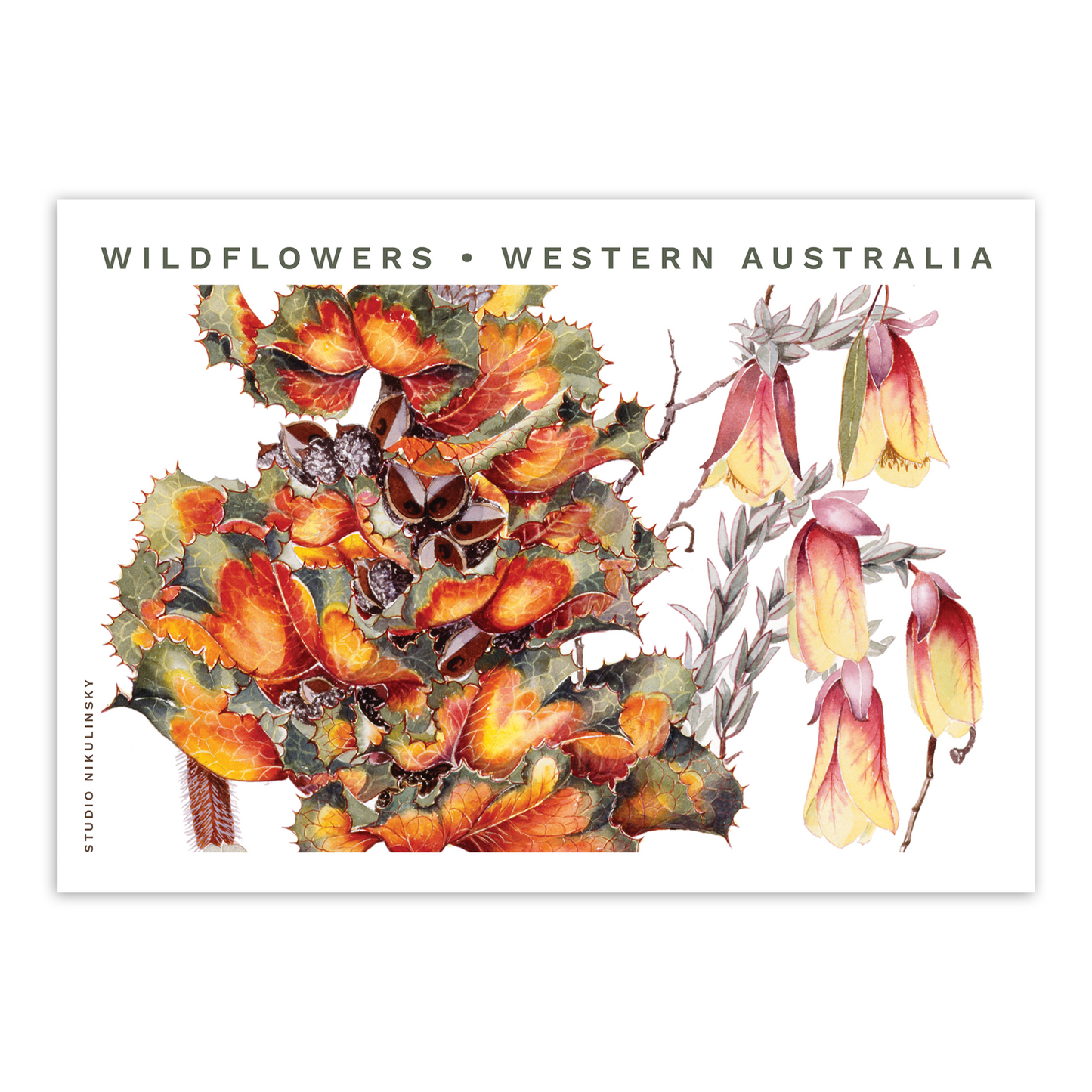 Postcard: Royal hakea & Qualup bell Wildflowers - Western Australia