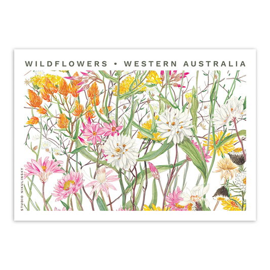 Postcard: Everlasting Daisies - Wildflowers - Western Australia