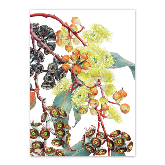 studio-nikulinsky A6 Card: Eucalyptus Lemon-flowered Mallee by Philippa Nikulinsky