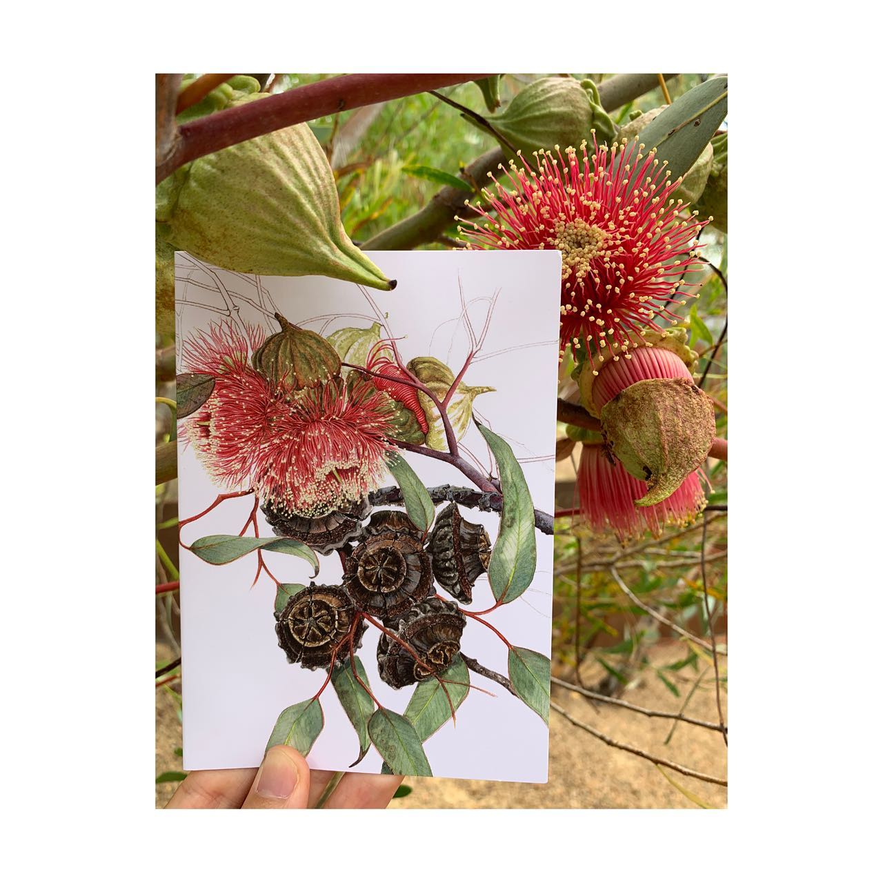 A6 Card: Eucalyptus Large-fruited Mallee